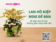 Lan Hồ Điệp Mini Để Bàn - Vẻ Đẹp Nhỏ Nhắn, Tinh Tế, Tô Điểm Cho Không Gian