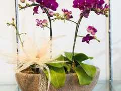 Dưỡng Lại Lan Hồ Điệp Sau Khi Chơi Tết