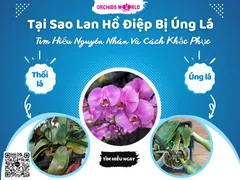 Tại Sao Lan Hồ Điệp Bị Úng Lá - Tìm Hiểu Nguyên Nhân Và Cách Khắc Phục