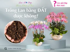Góc Giải Đáp Thắc Mắc: Trồng Lan Bằng Đất Được Không?