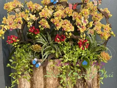 TRỒNG LAN HỒ ĐIỆP BẰNG GÌ ĐỂ CÂY PHÁT TRIỂN TỐT?