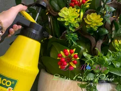 BAO LÂU TƯỚI LAN HỒ ĐIỆP 1 LẦN ĐỂ CÂY PHÁT TRIỂN TỐT