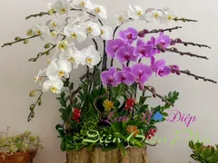 Tưới nước gạo cho lan hồ điệp: Phương pháp chăm sóc hiệu quả