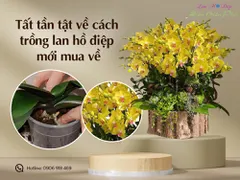 Tất Tần Tật Về Cách Trồng Lan Hồ Điệp Mới Mua Về