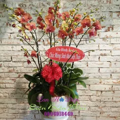 Chậu Lan Hồ Điệp Cam 8 Cành