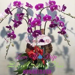 Chậu Lan Hồ Điệp Đột Biến Tím 5 Cành