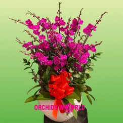 Mãn Thiên Hồng 15 Cành