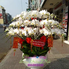 Chậu Lan Hồ Điệp Trắng 50 Cành