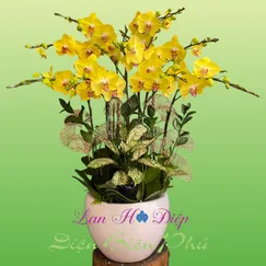 Hồ Điệp Vàng 9 Cành Lưỡi Đỏ