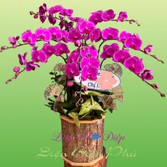 Chậu Lan Hồ Điệp Tím 8 Cành