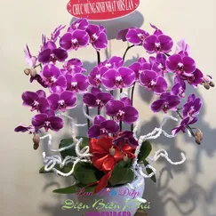 Chậu Lan Hồ Điệp Tím 5 Cành Size Trung