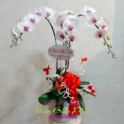 Chậu Lan Hồ Điệp Trắng 3 Cành Lưỡi Đỏ