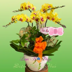 Hồ Điệp Vàng Lưỡi Đỏ 5 Cành