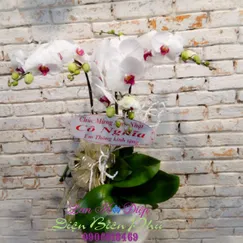 Chậu Lan Hồ Điệp Trắng Mini 3 Cành