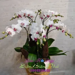 Chậu Lan Hồ Điệp Trắng Mini 5 Cành Lưỡi Đỏ