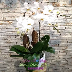 Lan Hồ Điệp Trắng 3 Cành