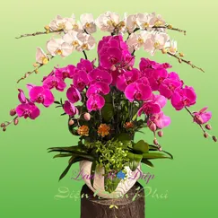 Chậu Lan Hồ Điệp 10 Cành Trắng Tím