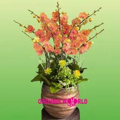 Chậu Lan Hồ Điệp 10 Cành Cam Sọc