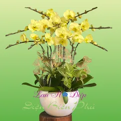 CHẬU LAN HỒ ĐIỆP 9 CÀNH MÀU XANH TÁO