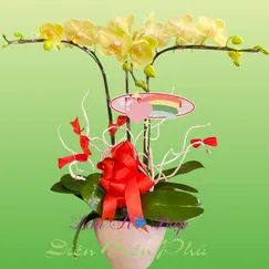 Chậu Lan Hồ Điệp 3 Cành Vàng Bơ