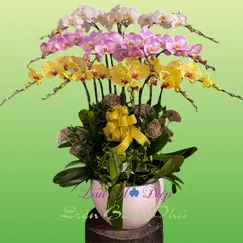 Chậu Lan Hồ Điệp 12 Cành Vàng Hồng Trắng