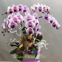 Chậu Lan Hồ Điệp Đột Biến Trắng 5 Cành