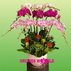 Chậu Lan Hồ Điệp 10 Cành Trắng Hồng Tím