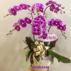 Chậu Lan Hồ Điệp Đột Biến Tím 6 Cành