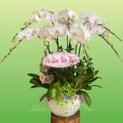Chậu Lan Hồ Điệp 7 Cành Trắng Lưỡi Vàng