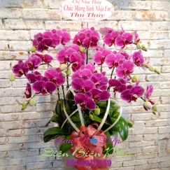 Chậu Lan Hồ Điệp Tím 10 Cành
