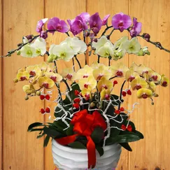 Chậu Lan Hồ Điệp 12 Cành Vàng Xanh Hồng