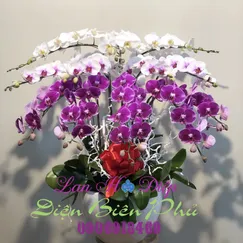 Chậu Lan Hồ Điệp 12 Cành Trắng Tím Đột Biến