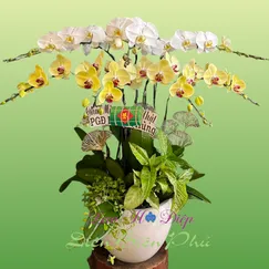 Chậu lan hồ điệp 7 cành màu vàng trắng