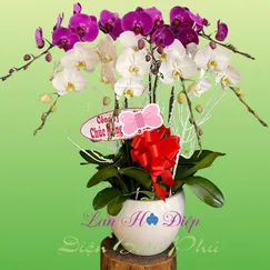 Chậu Lan Hồ Điệp 7 Cành Trắng Tím