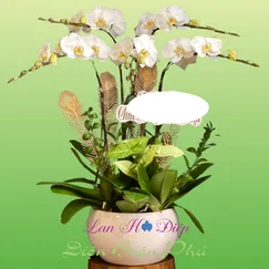 CHẬU LAN HỒ ĐIỆP 5 CÀNH MÀU TRẮNG