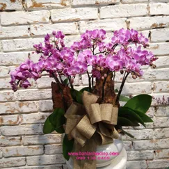 Chậu Lan Hồ Điệp Mini Tím 7 Cành