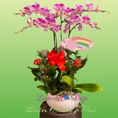 Chậu Lan Hồ Điệp 5 Cành Trắng Đột Biến