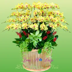 Chậu Lan Hồ Điệp 30 Cành Vàng