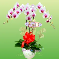 Chậu Lan Hồ Điệp 3 Cành Đột Biến Trắng