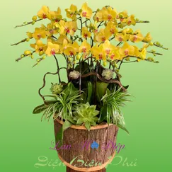 Chậu lan hồ điệp 15 cành vàng