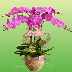 Chậu lan hồ điệp 6 cành hồng