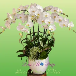 Chậu Lan Hồ Điệp 7 Cành Trắng