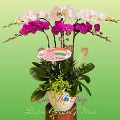 Chậu Lan Hồ Điệp 6 Cành Tím Trắng