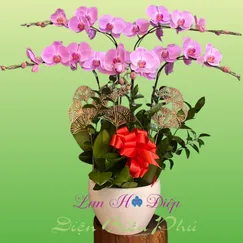 Chậu Lan Hồ Điệp 5 Cành Hồng Phấn