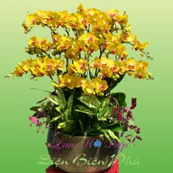 Chậu Lan Hồ Điệp 15 Cành Mini Vàng