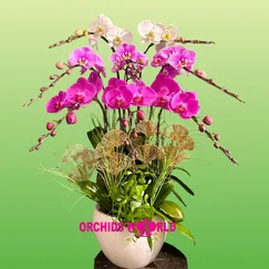 Chậu Lan Hồ Điệp 8 Cành Tím Trắng Hồng