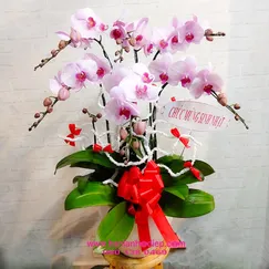 Chậu Lan Hồ Điệp Hồng 6 Cành