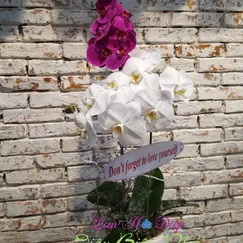 Chậu Lan Hồ Điệp 2 Cành Trắng Tím