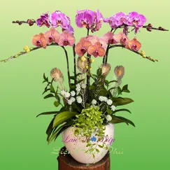 Chậu Lan Hồ Điệp 6 Cành 2 Màu