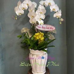 Chậu lan hồ điệp 3 cành màu trắng